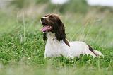 SPRINGER SPANIEL 075